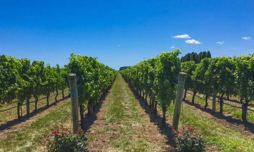 The 14 Best Wineries and Vineyards Within Two Hours of Boston thumbnail