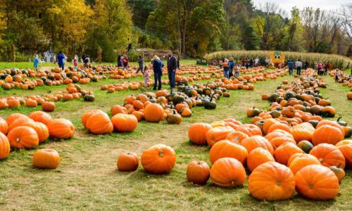The 11 Best Pumpkin Patches Near Boston    thumbnail