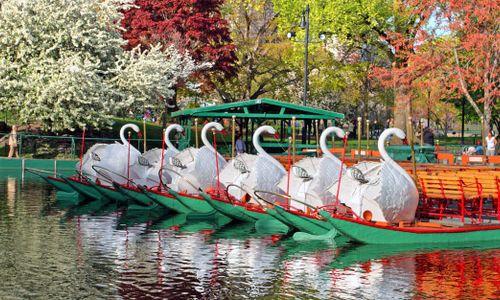 Boston Public Garden Swan Boats thumbnail