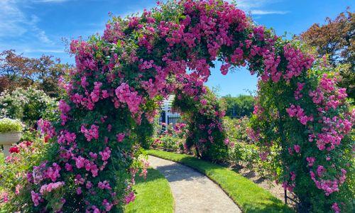 Kelleher Rose Garden 2026 Bloom thumbnail