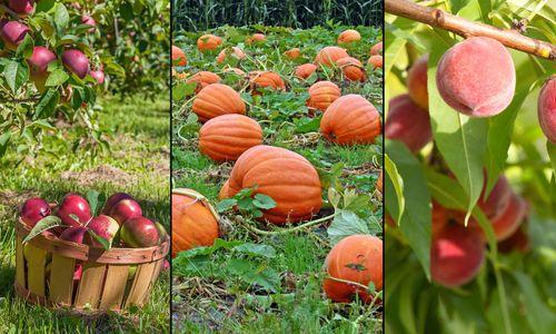 The 21 Best Farms Near Boston to Pick Your Own Apples, Pumpkins and Other Produce thumbnail