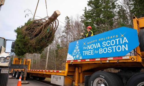 Boston's Official Holiday Tree Arrival 2025 thumbnail
