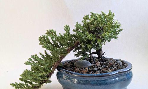 Bonsai 101 thumbnail