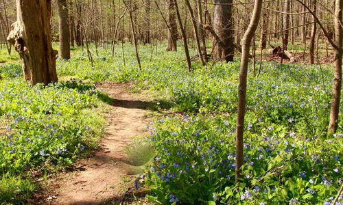 Virginia Bluebells at BULL RUN REGIONAL PARK thumbnail
