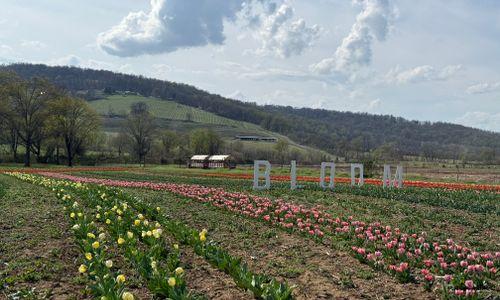 Tulip Days at Great Country Farms thumbnail