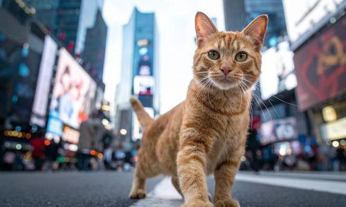 MeowTown Non-Profit Cat Cafe Lounge thumbnail